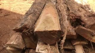 Green Is Timber Brazil#Teak logs 2#Teakmill#Teakplantation