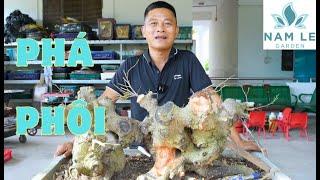 CHỈNH SỬA VÀ ĐỊNH HÌNH LẠI SAU MỘT NĂM CHĂM SÓC , PHÁ PHÔI TÁN TẦNG | NamLe Bonsai