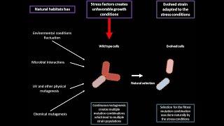 BioSoft0: Experimental evolution, Adaptive lab evolution, ALE ( (Animation)