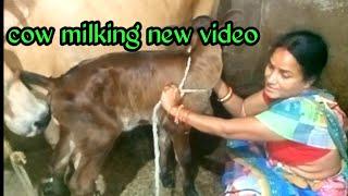 cow milking new video / sriya milking video/@SudamSriyavlog