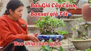 Báo giá Cây cảnh, Cây Bonsai mini Giá Rẻ Bao ship Toàn Quốc @haubonsai2942 # 0326.192.679