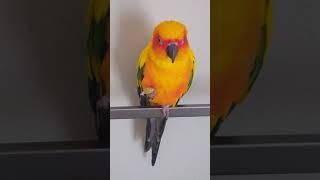 Rainbow, Our Gorgeous Sun Conure!