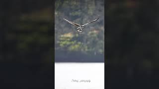 osprey GoldCoast Australia#australia #wildlife #birdsofaustralia #birdsofprey #eagle #ospreys