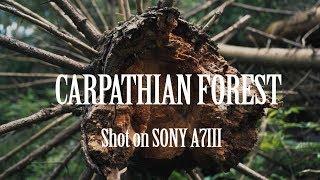 CARPATHIAN FOREST