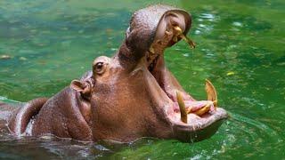 Feed Hippopotamus at Zoo Taiping | Memberi makan Badak Air di Zoo Taiping