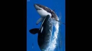 Orca Kills Great White for Liver#orca