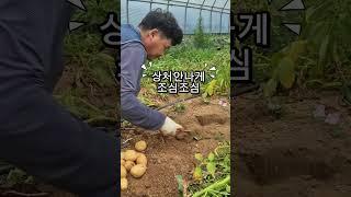 설봉감자 2차 수확중!! 오늘이 하지 #고창군 #일토육묘장 #귀농 #농사 #감자 #감자수확 #하지