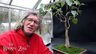 Major Work to My Ficus religiosa, Part 1, The Bonsai Zone, Nov 2024