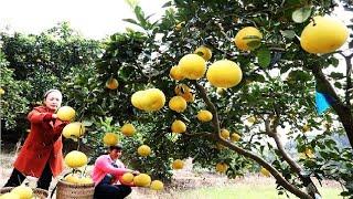 Asia Grapefruit Farm and Harvest  Awesome Pomelo GrapeFruit Cultivation Technology