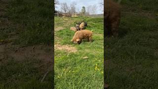 Happy Boars! | #farmlife #homesteading #kunekune #pig #boar