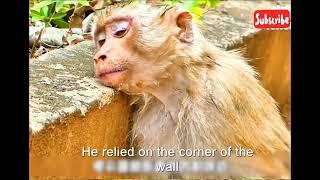 Little Monkey Survives King Cobra Snake Bite! 