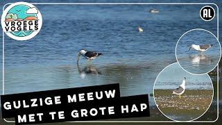 Gulzige meeuw krijgt grote hap niet binnen | Zelf Geschoten | Vroege Vogels