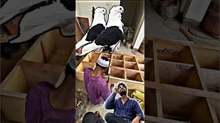 pigeon loft interior design part 3 | #pigeon #kabootar #shortsfeed #shorts #pigeontips