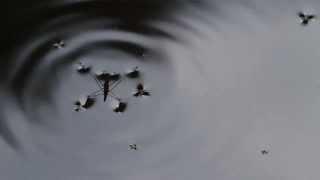 Pond Skaters (Gerris lacustris)