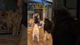 캐나다로 입양간 하늘이에 대한 제보가 들어왔습니다. #견생역전_하늘이 #유기견