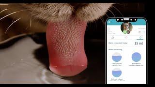 The Felaqua water bowl that tells you how much your cats are drinking