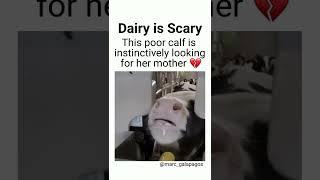 Dairy Is Scary ⁠ #shorts