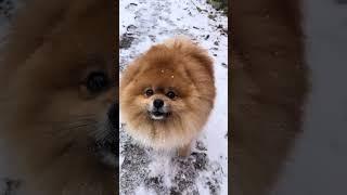 СНЕГ И ЗЛОй шпиц #снег #шпиц #померанскийщпиц #dog