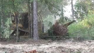 FLORIDA LAND CLEARING / FOREST TO PASTURE LAND WITH A D5 DOZER AND ROME PLOW