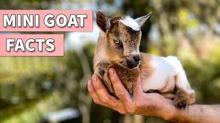 21 MIni Goat Facts | Does Pygmy Goat Make a Good Pet?