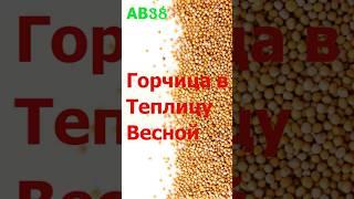 АВ38 горчица в теплицу весной или зимой ИП Ткаченко Андрей Сергеевич