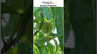 What’s this  problem? #garden #peach #peaches #homestead #gardening #shorts #starkbros