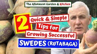 How to Grow Swede (Rutabaga) - (Two Quick & Simple Tips for Growing Success - Swede Harvest) #39