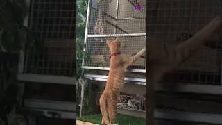 Bird catcher 