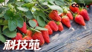 《科技苑》椰壳上种出红草莓 20190411 | CCTV农业