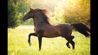 Horseback Riding in Spain from France.