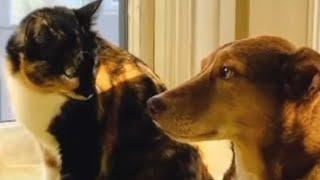 Dog's heartwarming response to deaf cat