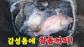 감성돔 낚시 , 사이즈 좋은 4짜 감성돔에 참돔까지 ! 남해 낚시