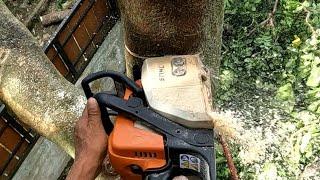 Trying to save the fence when cutting a tree.