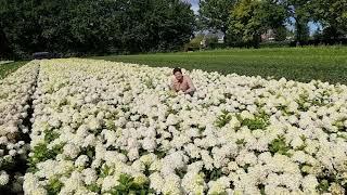 Hydrangea Skyfall in bloom at Verpaalen