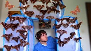 Help! A MOTH Swarm!  GIANT Atlas Moths! [Attacus lorquinii]