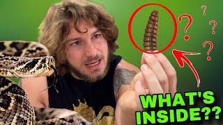 What’s INSIDE the Rattlesnake’s RATTLE??