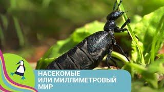 ‍‍‍ ШОУ О НАСЕКОМЫХ И ПРИРОДЕ! Насекомые или миллиметровый мир. Фильм в HD  STARMEDIAKIDS