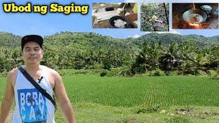 BUHAY PROBINSYA | GINATAANG UBOD NG SAGING | RICHARD CABILE VLOG