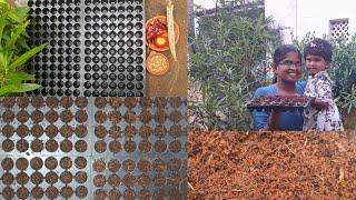 How to use seeds in seedling Tray |how to use cocopeat in nursery tray| Germinating seeds using tray