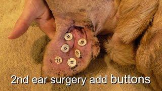 Dog Ear Hematoma Repair Buttons