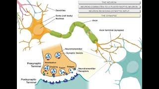 Intro to Neuroscience