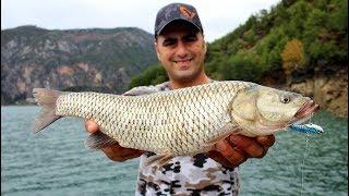 Dev Tatlı Su Kefallerine Dev Yemler Attık / Giant Chub Fishing