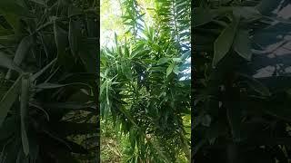 Lose Yourself in Meditative Bliss with Garden Dracaena Reflexa