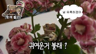 2분만 시간 내줄수 있을까 ? 너무 귀여워서그래 (크레스티드게코)