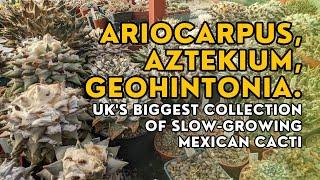 CACTUS QUEST! Inside the greenhouse housing the UK's biggest collection of ariocarpus & aztekium