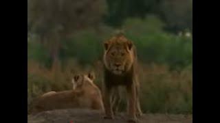 National Geographic Special, Wildlife Warriors - Defending Africa's Animals (1995)