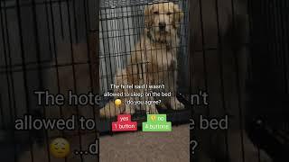 #viraldog #dog #dogshorts #doglover #viraldogshorts #shortsviral #youtubedogs