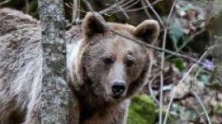 2 Hour of Scary Bear Attack Stories | Reports of People Who Were Attacked Vol.01