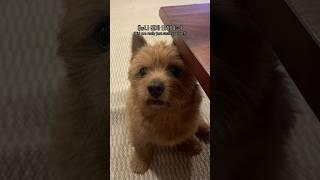 태오 간식 ‘점검’ 하기^.^ #마태오 #반려견 #반려견일상 #강아지 #강아지브이로그 #doglife