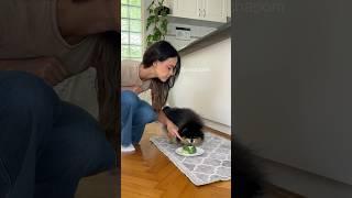Pomeranian dog takes revenge on owner for not sharing food  #dog #shorts